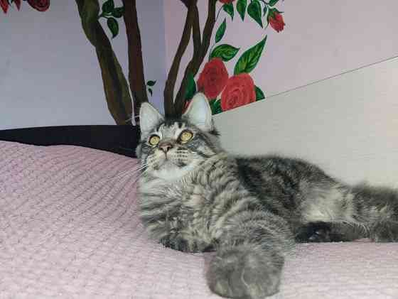 Котик Мейн Кун лесного окраса Донецк