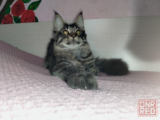 Котик Мейн Кун лесного окраса Донецк - изображение 3