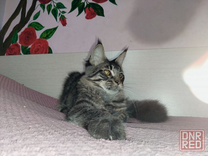 Котик Мейн Кун лесного окраса Донецк - изображение 2