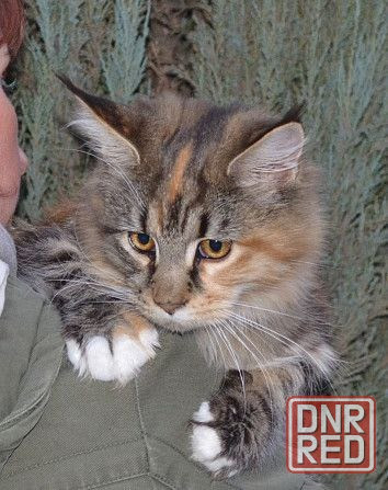 Котик Мейн Кун лесного окраса Донецк - изображение 6