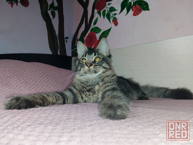 Котик Мейн Кун лесного окраса Донецк - изображение 1