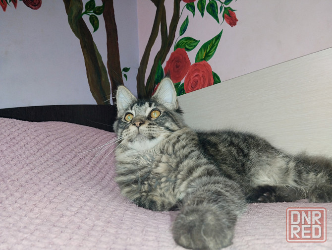 Котик Мейн Кун лесного окраса Донецк - изображение 4