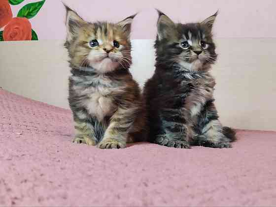 в продаже роскошные котята мейн кун Донецк