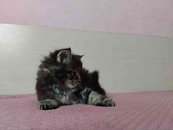 в продаже роскошные котята мейн кун Донецк