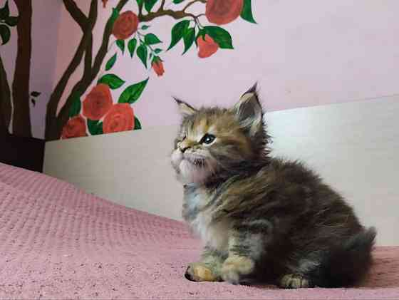 в продаже роскошные котята мейн кун Донецк