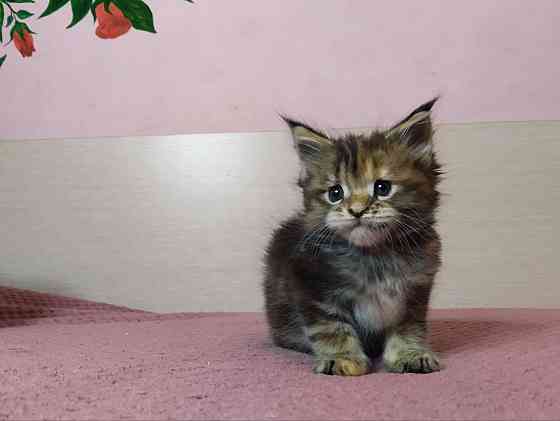 в продаже роскошные котята мейн кун Донецк