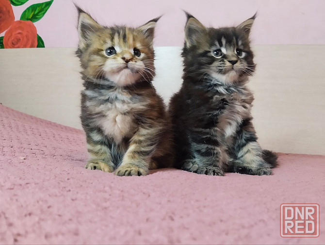 в продаже роскошные котята мейн кун Донецк - изображение 1