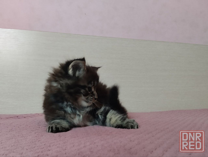 в продаже роскошные котята мейн кун Донецк - изображение 3