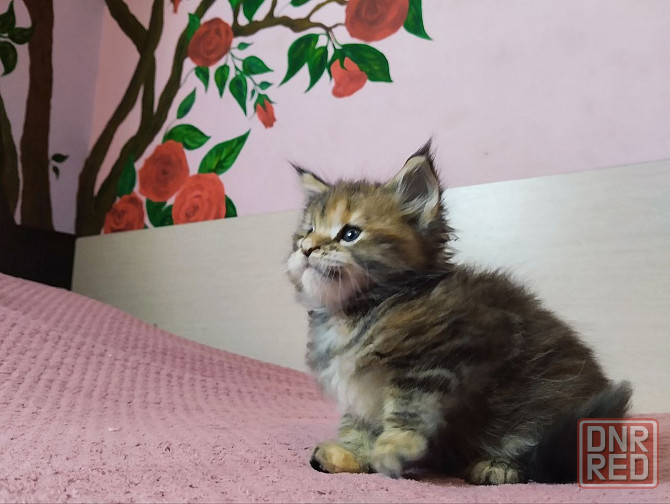 в продаже роскошные котята мейн кун Донецк - изображение 2