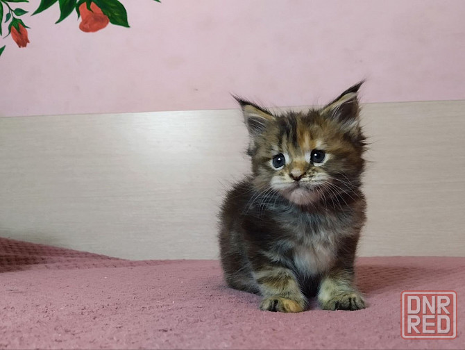 в продаже роскошные котята мейн кун Донецк - изображение 4