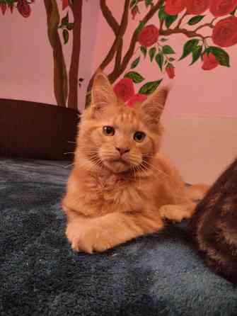 шикарный котик мейн кун Донецк