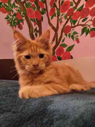 шикарный котик мейн кун Донецк