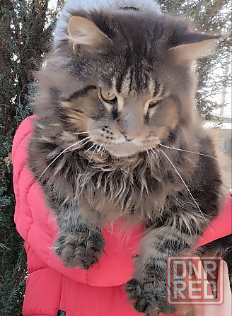 шикарный котик мейн кун Донецк - изображение 3