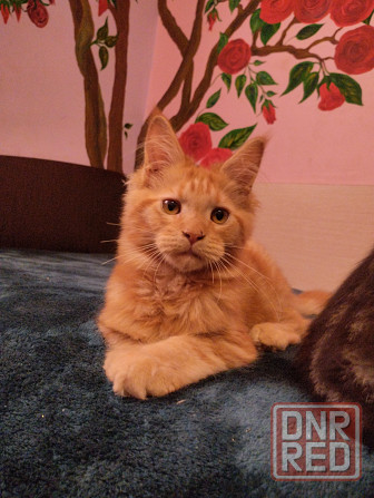 шикарный котик мейн кун Донецк - изображение 1