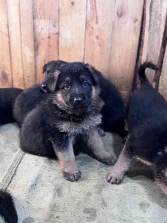 для брони щенков немецкой овчарки. Горловка