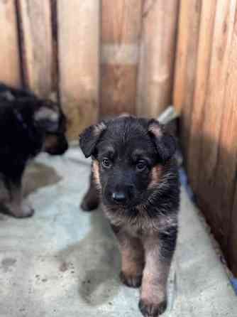 для брони щенков немецкой овчарки. Горловка