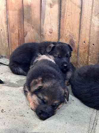 для брони щенков немецкой овчарки. Горловка