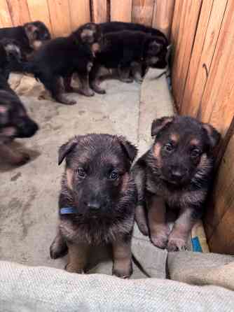 для брони щенков немецкой овчарки. Горловка