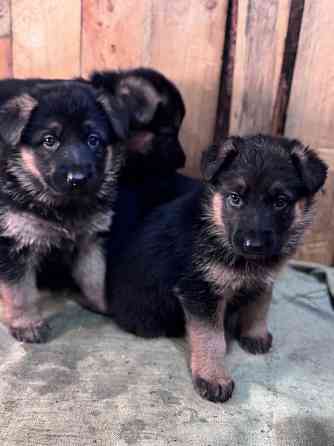 для брони щенков немецкой овчарки. Горловка