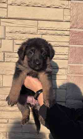 для брони щенков немецкой овчарки. Горловка