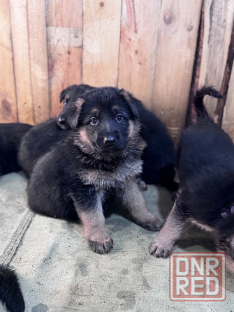 для брони щенков немецкой овчарки. Горловка - изображение 5