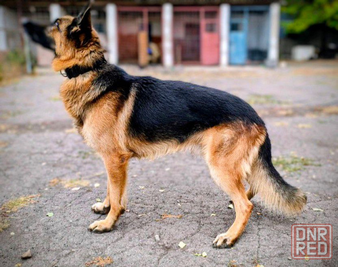 для брони щенков немецкой овчарки. Горловка - изображение 8