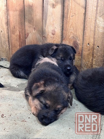 для брони щенков немецкой овчарки. Горловка - изображение 6
