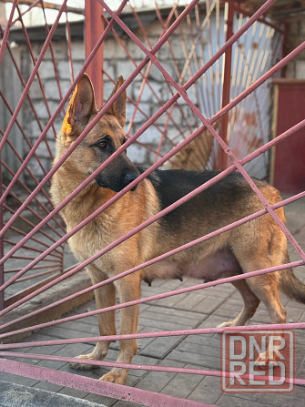 для брони щенков немецкой овчарки. Горловка - изображение 7