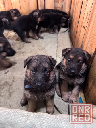 для брони щенков немецкой овчарки. Горловка - изображение 1