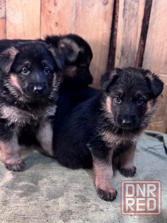 для брони щенков немецкой овчарки. Горловка - изображение 4