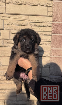 для брони щенков немецкой овчарки. Горловка - изображение 3