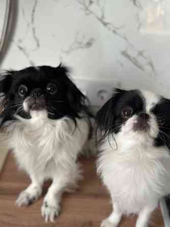 Щенки Японского Хина Донецк