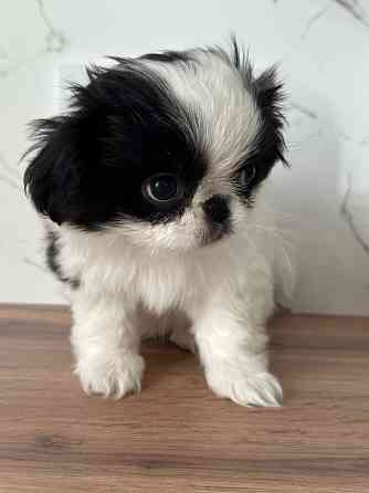 Щенки Японского Хина Донецк