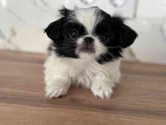 Щенки Японского Хина Донецк