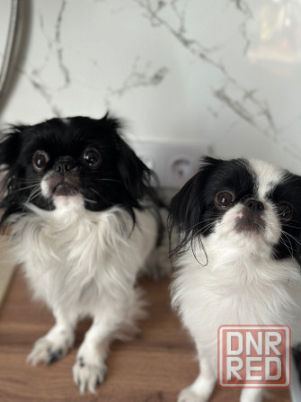 Щенки Японского Хина Донецк - изображение 3