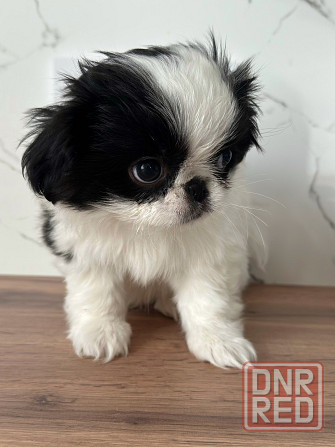 Щенки Японского Хина Донецк - изображение 1