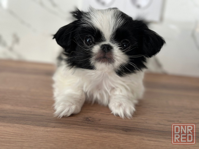 Щенки Японского Хина Донецк - изображение 2
