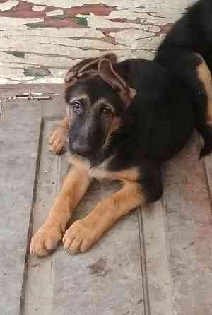 Немецкая овчарка Донецк