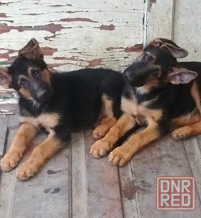 Немецкая овчарка Донецк - изображение 2