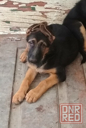 Немецкая овчарка Донецк - изображение 1