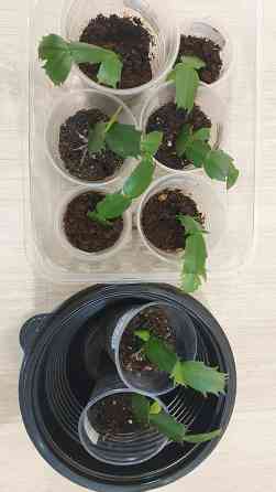 Декабрист шлюмбергера Донецк