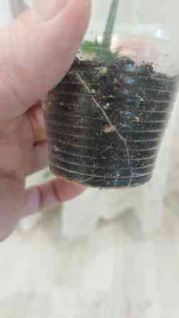 Декабрист шлюмбергера Донецк