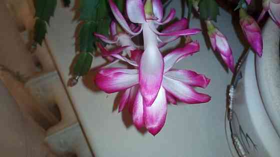 Декабрист шлюмбергера Донецк