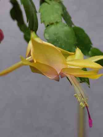 Декабрист шлюмбергера Донецк