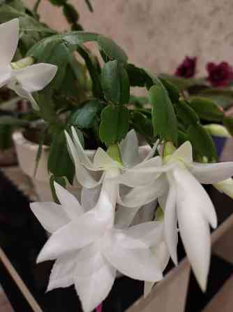 Декабрист шлюмбергера Донецк