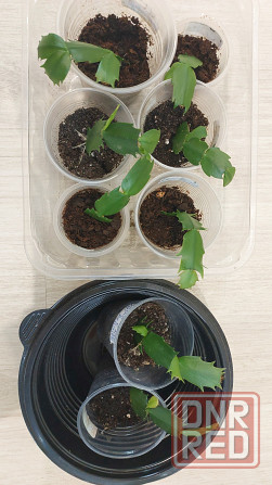 Декабрист шлюмбергера Донецк - изображение 4