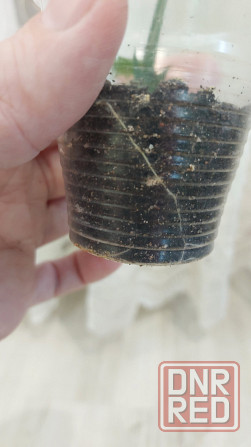 Декабрист шлюмбергера Донецк - изображение 5