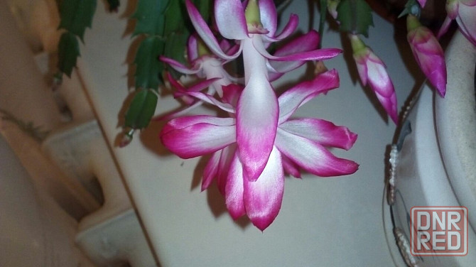 Декабрист шлюмбергера Донецк - изображение 3