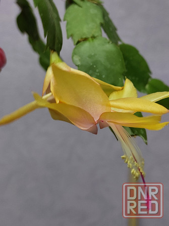 Декабрист шлюмбергера Донецк - изображение 1