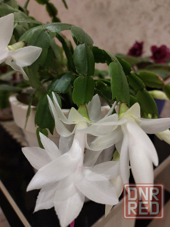 Декабрист шлюмбергера Донецк - изображение 2